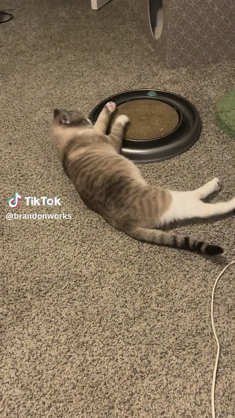 Brandon Works (@brandonworks)’s videos with Drop It Like It's Hot - Snoop Dogg