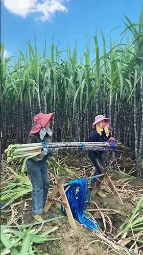 Sugar Cane Bundling Process - Good tools and machinery make work easy