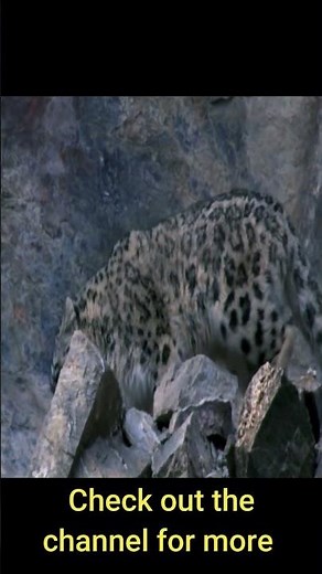 Interesting facts about Snow Leopard | #AnimalsAndPets