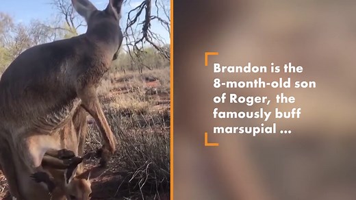 Famously buff kangaroo’s son is just like his dad