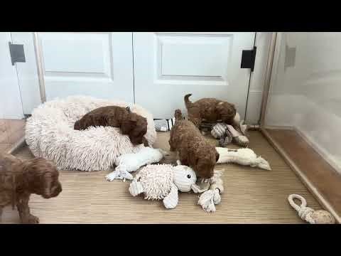 Windy Ridge Puppies Cockapoo Puppies at 6 Weeks!