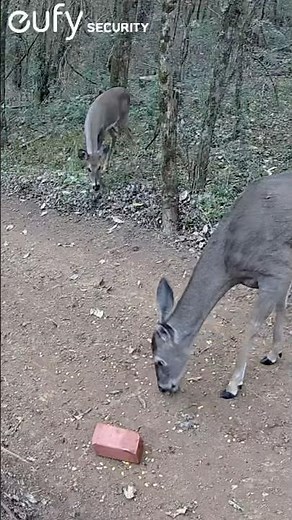 Protective Deer Gets Angry When Another Deer Gets Too Close | Wild Deer Behavior Up Close! #shorts