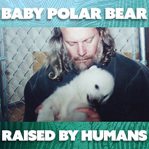 Agee the baby polar bear has just made the difficult journey to her new home with a human family - but will she survive the dietary issues so many polar bears living in captivity face? | Nature Bites