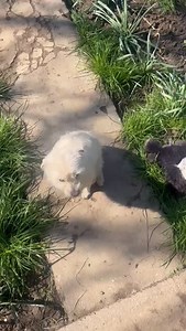 1.6K reactions · 295 shares | Another look at our lovely Norma....