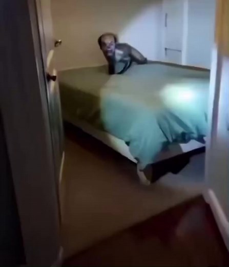 Lo que uno se encuentra por internet. ¿Que será ésa cosa? | Json Freire