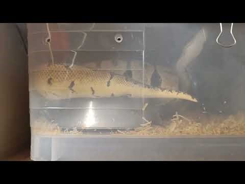 Start of Ball Python Breeding 2026