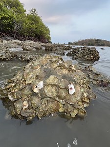 165K views · 865 reactions | Best Technique and Tips - How I Find, Shuck, And Eat Fresh Oysters From Rock #fishing #seafood #oysters #fishing #FoodLover #mudcrab #digging #trapfishing #hunting #fishing #foodlover #mudcrab #digging #trapfishing #hunting #fishing #fishinglife #flyfishing #bassfishing #fishingtrip #fishingislife #carpfishing #fishingaddict #fishingdaily #fishingislife #oysters | Ahlik Fishing | Facebook