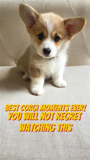 Best Corgi Moments Ever 🐶🧡