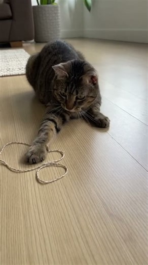 String Crossed the Line #cat #funny