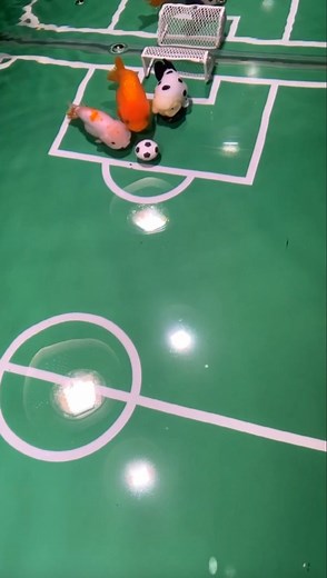 A man in China's Guangdong set up an underwater "football field" in his fish tank and "trained" his goldfish to play "football." | China Xinhua News