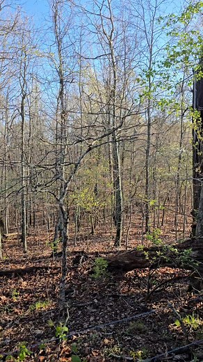 Springtime Sounds #lifestyle #spring #turkey #birdlife #birdwatching #birdlovers #birds #sounds #naturelovers #nature #natureinspired #wildturkey | Fish Or Price Ranch