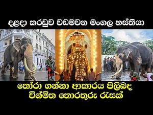 දළදා කරඩුව වඩමවන මංගල හස්තියා තෝරා ගන්නා ආකාරය | Sri dalada karaduwa