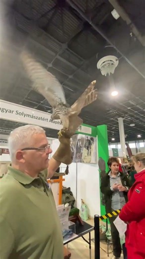 Majestic Hawk Flight! Budapest Falconry Show 🦅 震撼飞翔！布达佩斯猎鹰展示
