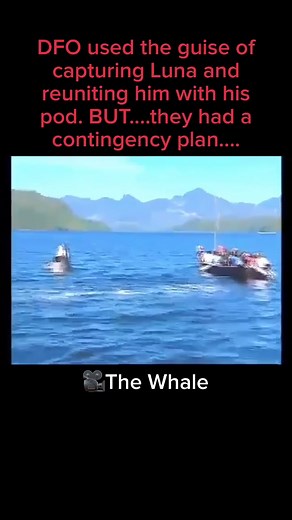 Saving Luna the Orca: A Journey to Freedom
