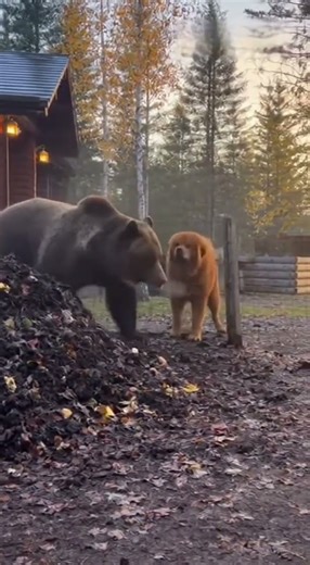 Bravery has four legs and a heartbeat. 🐕🐻 #mastiff #caughtoncamera #dogsoftiktok #heroicdog