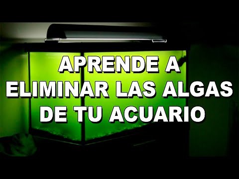 ALGAE IN THE AQUARIUM: Why They Appear and How to Eliminate Them ✔️ (Guide to 9 Types of Algae)
