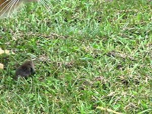 Mouse (Mole) Fights for Freedom