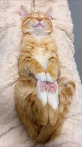 The Adorable Art of Cat Napping 😻💤 | Cat Lover