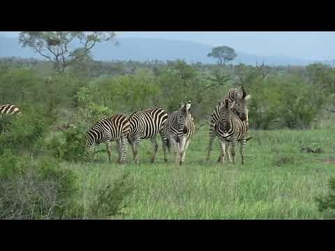 Kruger National Park, South Africa