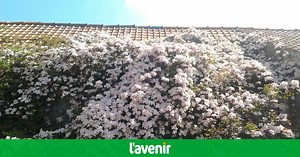 Les clématites montana qui poussent en Belgique doivent-elles être taillées ? Quelles sont les règles à suivre ?