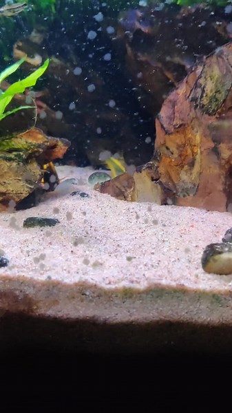 Gold Lazy Corydora Care and Tips