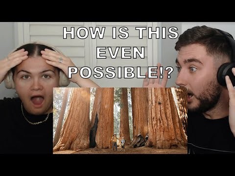 Brits React to Exploring the World’s Largest Trees in Kings Canyon National Park!