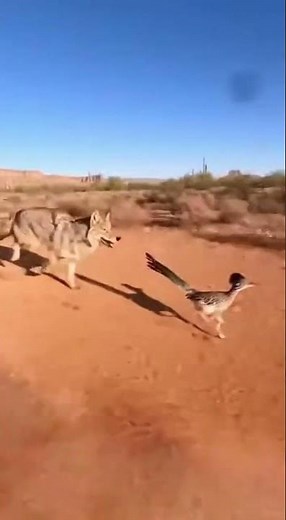 The Ultimate Coyote vs Roadrunner Showdown!