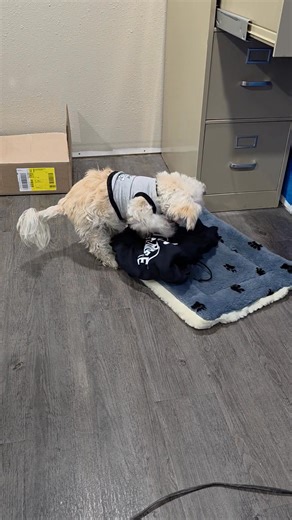 We now have Windy Ridge sweatshirts and T-shirts for sale. Our little mascot loves them so much too that he has to sleep with one! $30 for Large & XL $35 for 2x T-Shirts $15 for Large &XL $18 for 2x | Windy Ridge Feed And Grain LLC