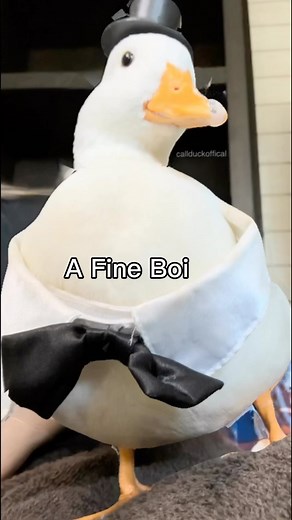 Casey McClenny on Instagram: "The chonk chart is through the roof. #callduck #duck #funny #funnyvideos #funnymemes"