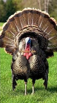 Wild Turkey in Full Display – Nature’s Feathered Warrior