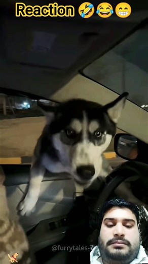 Dogs like to make friends.#dog#funnydog #funnyvideos #funnydogs #fyp#shortsfeed #funny #shorts#short