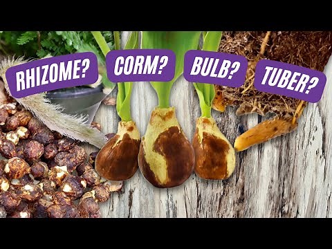 Rhizomes, Corms, Tubers, and Bulbs, Oh My! | Learn the Difference | Plant Nerd Series Episode 2
