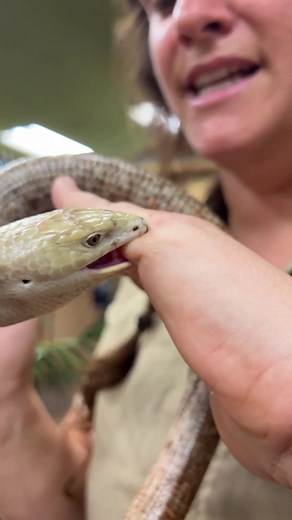 Did this legless lizard think I was food?😳 This guy is rude I mean who raised him😡Also his bite felt so weird and I do not even know if he has teeth but this guy is a legless lizard🦵🦎 which is wild because they look like snakes😅 • • • #wow #rude #bite #bit #me #reptile #leglesslizard #lizard #zoo #snake #wild #wildlife #beautiful #amazing #animals #teeth #rare #leg #less #cool #video #moments #reptile #style #tik #tok #tiktok #tiktokanimals