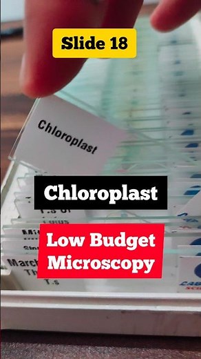 Chloroplast under Microscope