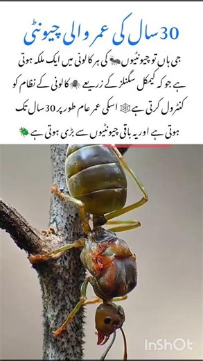 Meet the queen Ant 🐜 #queenant #naturefacts #wildlife #nature #shorts