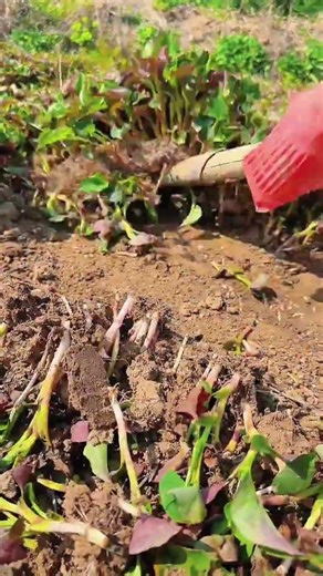 Revolutionize Farming: New Farmer Program Success Stories