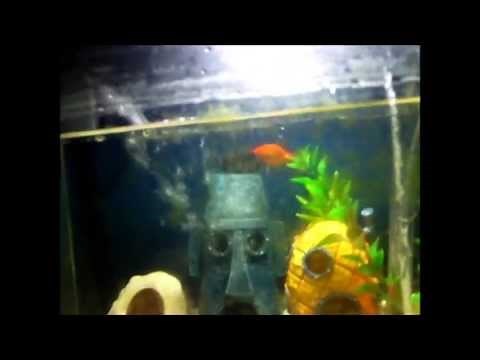 How to prime your aqua tech power filter 5-15