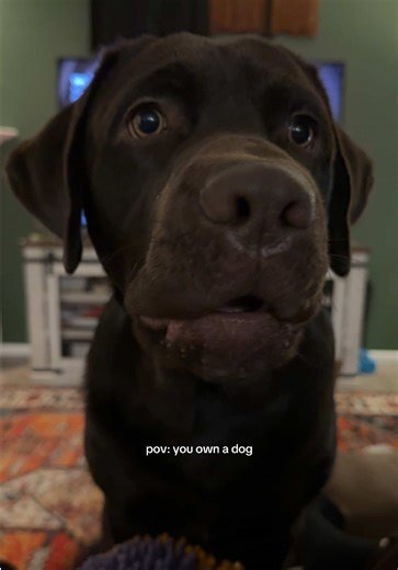 The Joy and Challenges of Owning a Dog