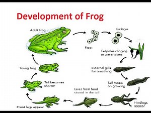 Development of Frog II Embryology of Frog II Part - 1