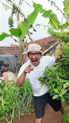 Manggil sapi Lucu