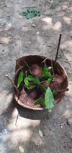 How to Propagate Wisteria Cutting | Step-by-Step Guide