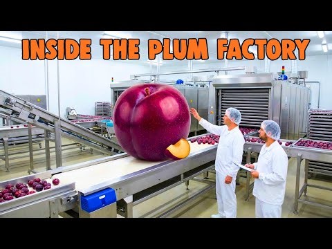 Inside the Plum Factory: From Fresh Plums to Sweet Dried Delicacies