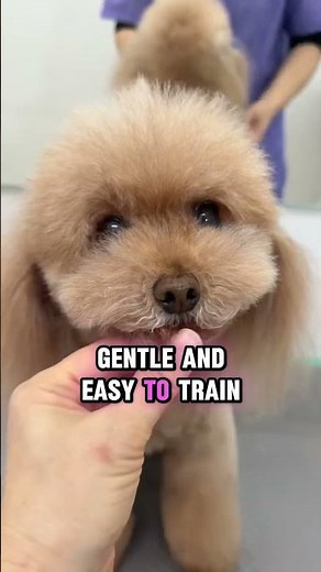 Top 5 Most Friendly Family Dogs#dog #pets #animals #shorts