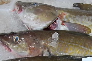 From Fish Waste to Value | Seafood Processing | Fish Focus
