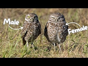 Why are female raptors bigger than males?