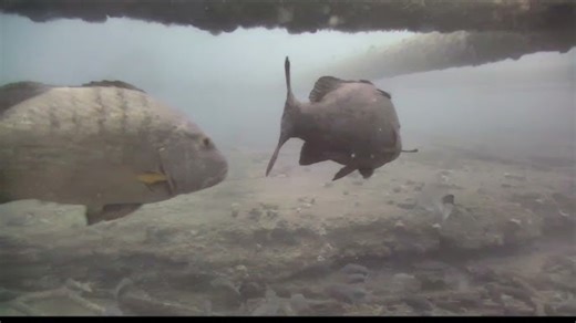 [转载]巴西笛鲷 Lutjanus cyanopterus