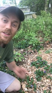 Violets (Viola spp.) are seriously underrated native plants! Many folks consider them a weed in their lawn, and put lots of effort and energy into eradicating them. However, violets are actually a good, valuable plant for wildlife. They support over 30 species of native caterpillars (butterfly or moth species) in my area, which is the 5th most for herbaceous plants here! Those caterpillars may become bird food and help move that energy through the food web. They support more caterpillar species