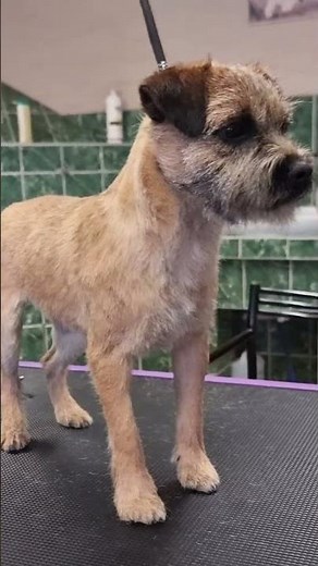 Border Terrier Puppy Makeover – So Satisfying! 😍 #doggrooming #borderterrier