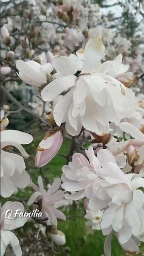 4 Different Types of Magnolia Trees in Bloom | Star, Loebner, Saucer and Lily Magnolia | #Shorts
