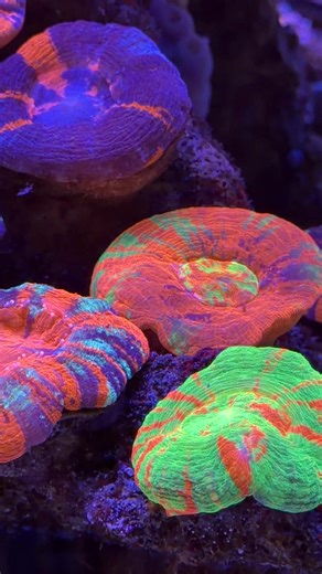 Scoly island is coming back, and I’ll be adding more soon! #islandvibes #growwithus #colortheory